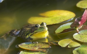 Frog by Henry McLin