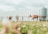 SNU’s Equestrian Team Kicks Off Their 2023 Season