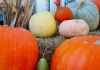 From Food to Football: A Look Into Favorite Fall Festivities   